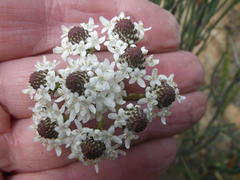 Pseudoselago subglabra
