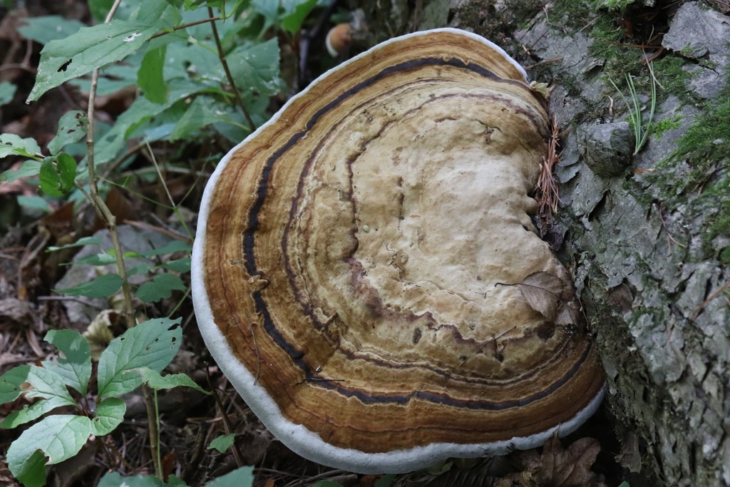 Fomes fomentarius · September 2021 · photo: © ninacourlee (iNaturalist, cc-by)