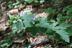 Aconitum axilliflorum
