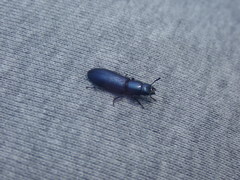 Temnoscheila caerulea