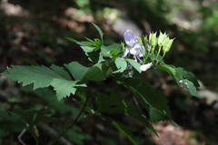 Aconitum axilliflorum
