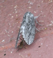 Sphinx libocedrus