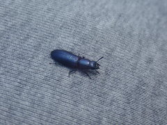 Temnoscheila caerulea