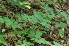 Thalictrum tuberiferum
