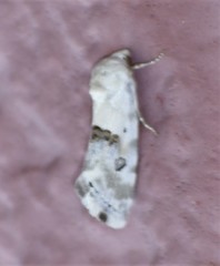 Ponometia altera