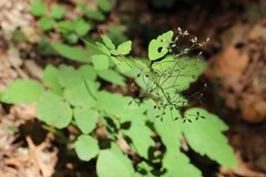 Thalictrum tuberiferum