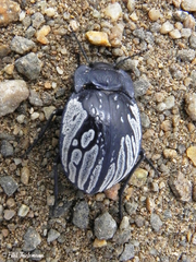 Gyriosomus kingi