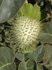 Datura innoxia