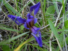 Iris pontica