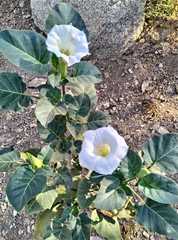 Datura innoxia
