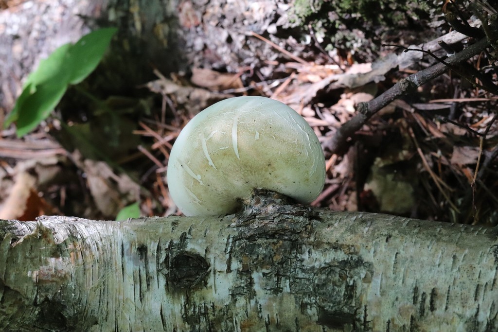 Fomitopsis betulina · September 2021 · photo: © ninacourlee (iNaturalist, cc-by)