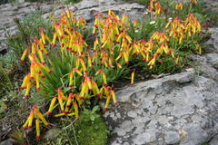 Lachenalia quadricolor