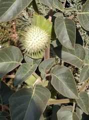Datura innoxia