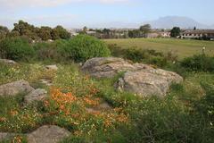 Lachenalia quadricolor
