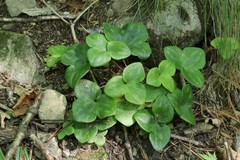 Hepatica nobilis asiatica
