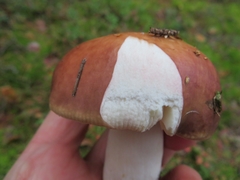 Russula velenovskyi
