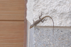 Anolis carolinensis