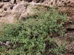 Jamesbrittenia lyperioides