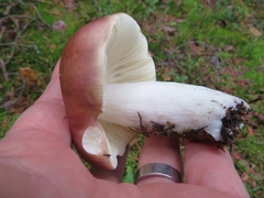 Russula velenovskyi