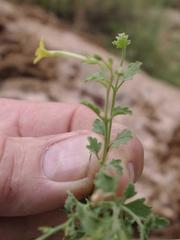 Jamesbrittenia lyperioides