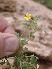 Jamesbrittenia lyperioides