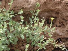 Jamesbrittenia lyperioides