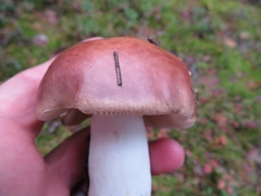 Russula velenovskyi