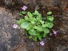 Jamesbrittenia primuliflora