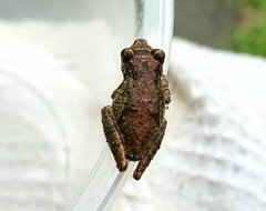 Scinax perpusillus