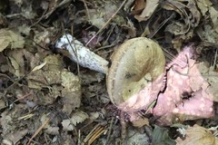 Leccinellum pseudoscabrum