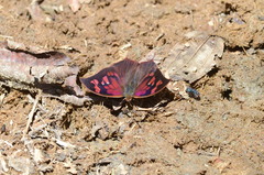 Fountainea centaurus