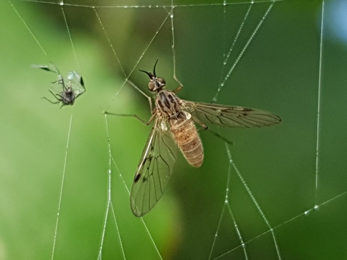Sylvicola punctatus, photo 4 of 10