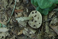 Leccinellum pseudoscabrum