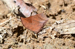 Fountainea centaurus