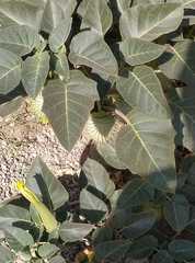 Datura innoxia