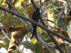 Dicrurus leucophaeus