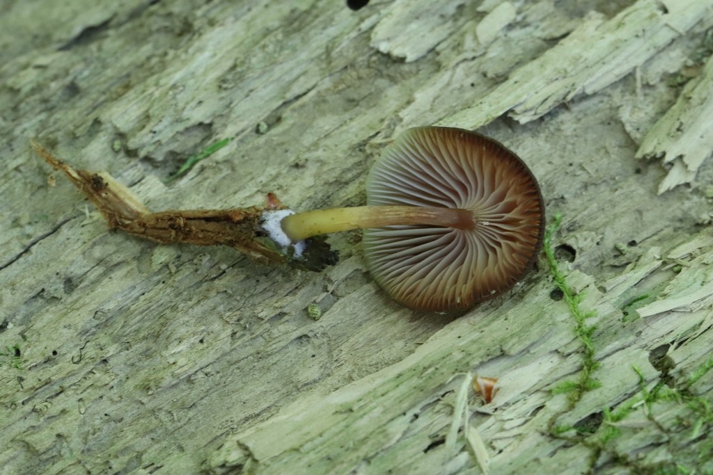 Chromosera cyanophylla