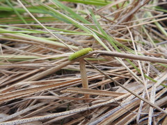 Cimbex femoratus