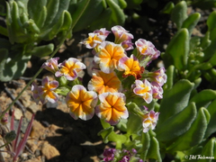 Heliotropium floridum