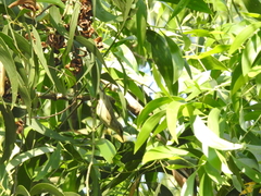 Phylloscopus nitidus