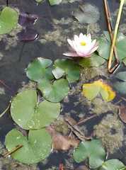 Nymphaea