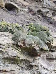 Coscinodon cribrosus