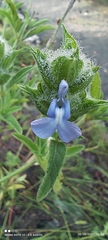 Salvia hirsuta