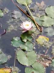 Nymphaea