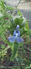 Salvia hirsuta