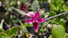 Krameria cistoidea