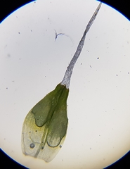 Coscinodon cribrosus