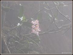 Aerides