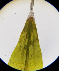 Coscinodon cribrosus