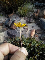 Euryops othonnoides